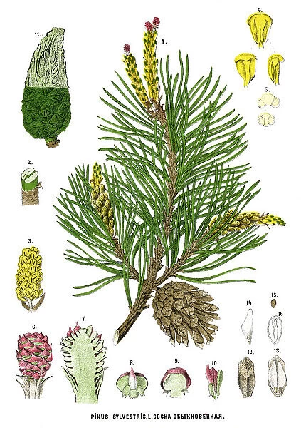 pine. Antique illustration of a Medicinal and Herbal Plants