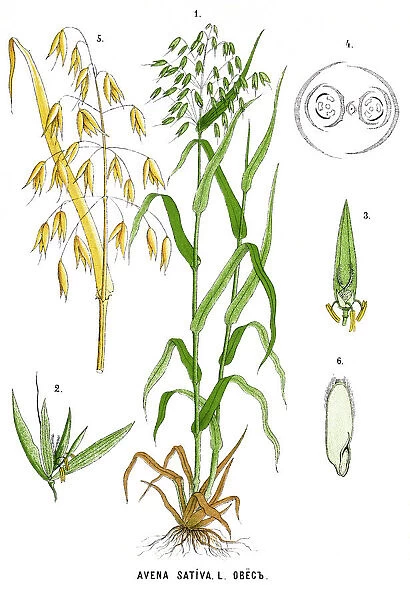 oats. Antique illustration of a Medicinal and Herbal Plants