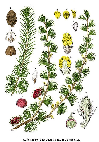 larch. Antique illustration of a Medicinal and Herbal Plants
