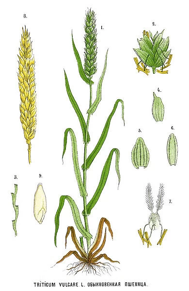 wheat. Antique illustration of a Medicinal and Herbal Plants