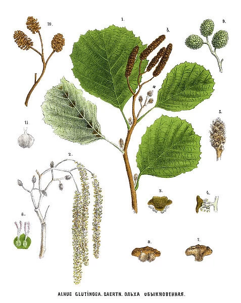 alder. Antique illustration of a Medicinal and Herbal Plants