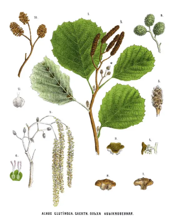 Framed Print : alder. Antique illustration of a Medicinal and Herbal Plants Framed Print : alder. Antique illustration of a Medicinal and Herbal Plants