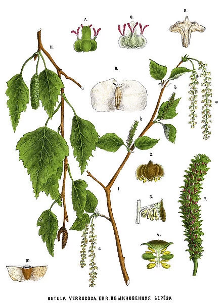 birch. Antique illustration of a Medicinal and Herbal Plants