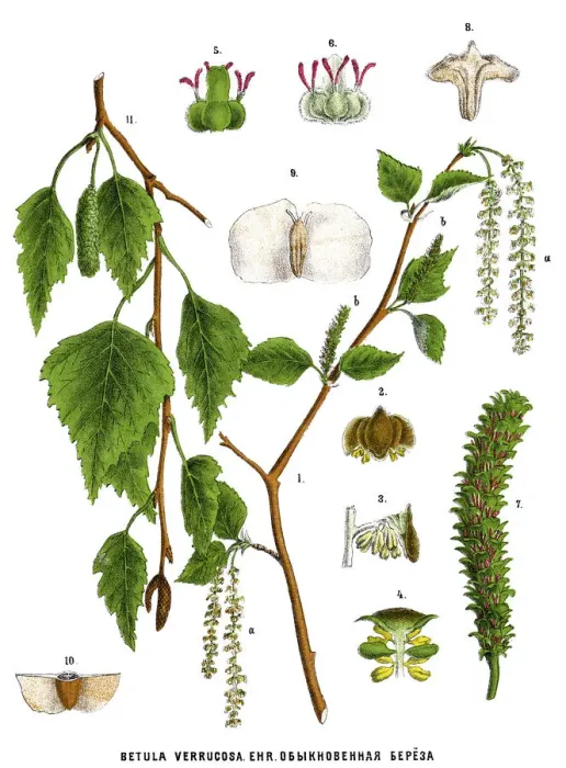 Framed Print : birch. Antique illustration of a Medicinal and Herbal Plants Framed Print : birch. Antique illustration of a Medicinal and Herbal Plants
