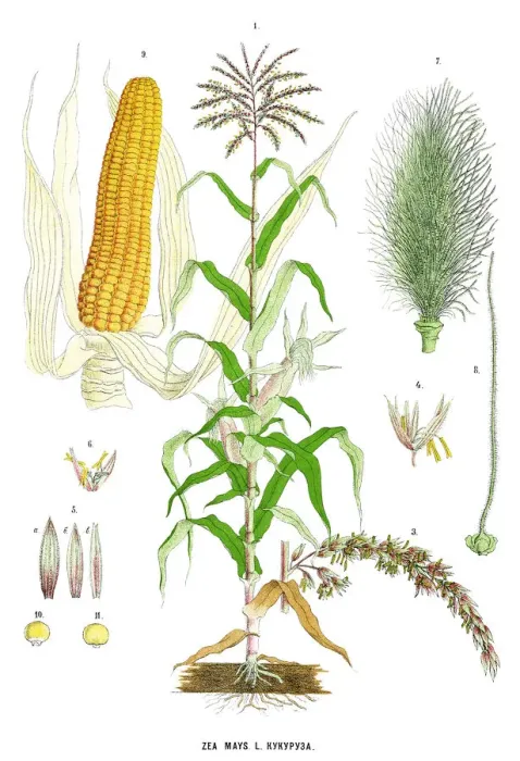 Framed Print : corn. Antique illustration of a Medicinal and Herbal Plants Framed Print : corn. Antique illustration of a Medicinal and Herbal Plants