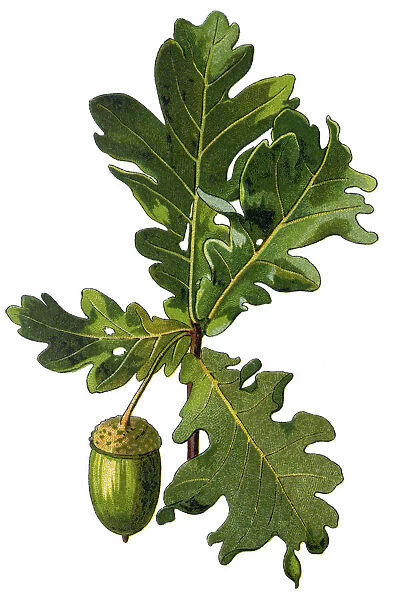 acorn. Antique illustration of a Medicinal and Herbal Plants