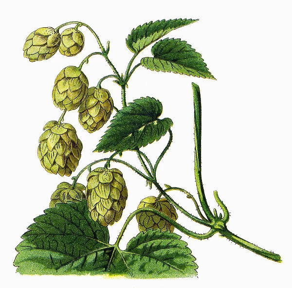 Hop. Antique illustration of a Medicinal and Herbal Plants