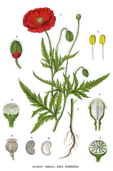 poppy. Antique illustration of a Medicinal and Herbal Plants