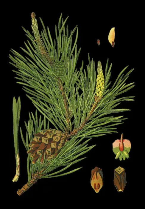 Framed Print : pine. Antique illustration of a Medicinal and Herbal Plants. Framed Print : pine. Antique illustration of a Medicinal and Herbal Plants.