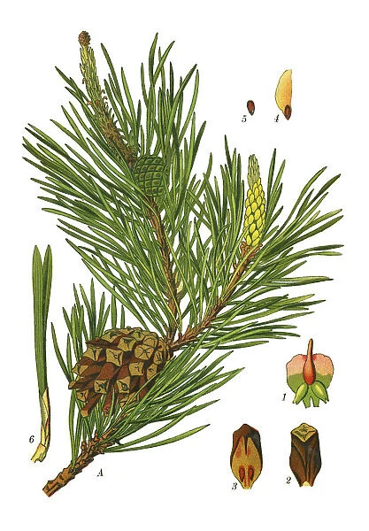 pine. Antique illustration of a Medicinal and Herbal Plants.