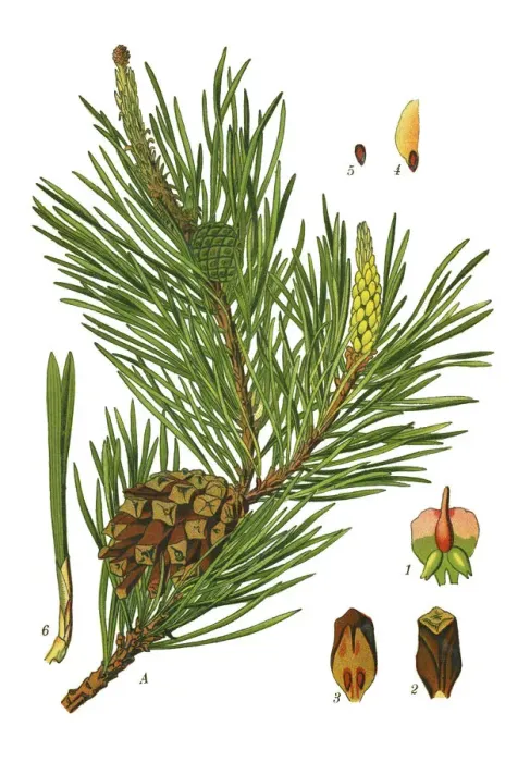 Framed Print : pine. Antique illustration of a Medicinal and Herbal Plants. Framed Print : pine. Antique illustration of a Medicinal and Herbal Plants.