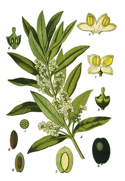 olive. Antique illustration of a Medicinal and Herbal Plants.