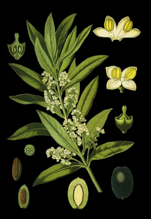 Framed Print : olive. Antique illustration of a Medicinal and Herbal Plants. Framed Print : olive. Antique illustration of a Medicinal and Herbal Plants.