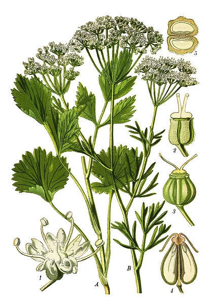 Anise. Antique illustration of a Medicinal and Herbal Plants.