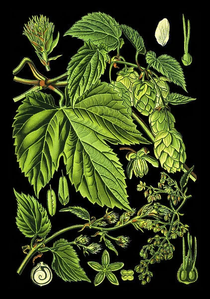 hop. Antique illustration of a Medicinal and Herbal Plants.