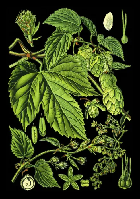 Framed Print : hop. Antique illustration of a Medicinal and Herbal Plants. Framed Print : hop. Antique illustration of a Medicinal and Herbal Plants.