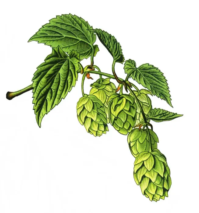 Framed Print : hop. Antique illustration of a Medicinal and Herbal Plants. Framed Print : hop. Antique illustration of a Medicinal and Herbal Plants.