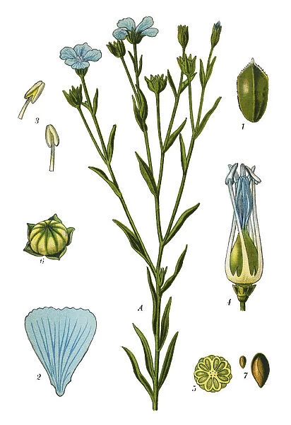 flax. Antique illustration of a Medicinal and Herbal Plants.