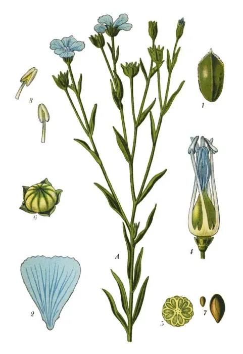 Framed Print : flax. Antique illustration of a Medicinal and Herbal Plants. Framed Print : flax. Antique illustration of a Medicinal and Herbal Plants.
