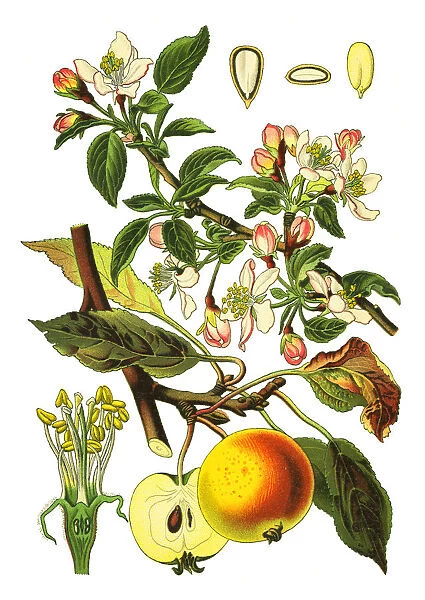 apple. Antique illustration of a Medicinal and Herbal Plants.