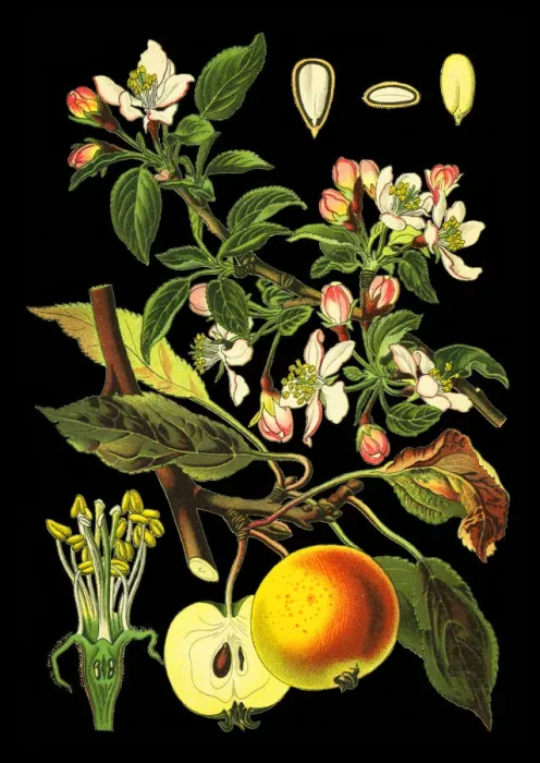 Framed Print : apple. Antique illustration of a Medicinal and Herbal Plants. Framed Print : apple. Antique illustration of a Medicinal and Herbal Plants.