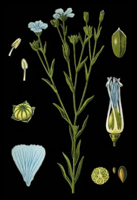 Framed Print : flax. Antique illustration of a Medicinal and Herbal Plants. Framed Print : flax. Antique illustration of a Medicinal and Herbal Plants.