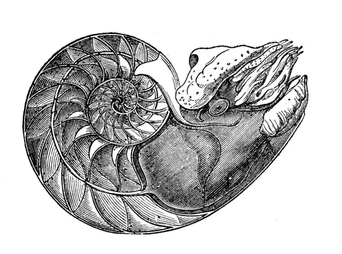 Framed Print : Antique illustration of Nautilus pompilius Framed Print : Antique illustration of Nautilus pompilius