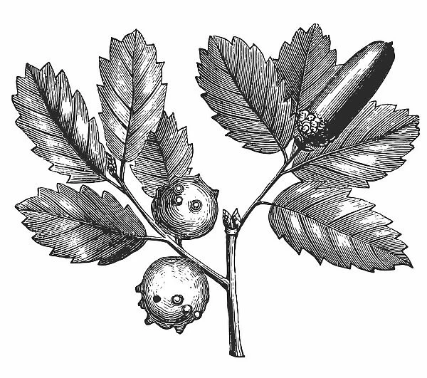 oak. Antique illustration of a Oak