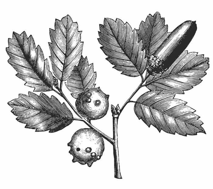 Framed Print : oak. Antique illustration of a Oak
