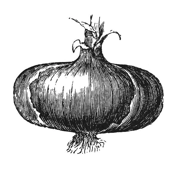 Onion. Antique illustration of onion