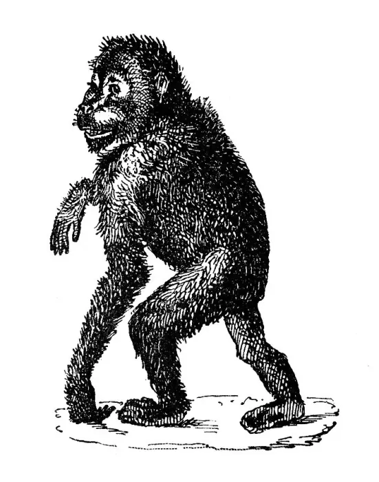 Framed Print : Antique illustration: Orangutan Framed Print : Antique illustration: Orangutan