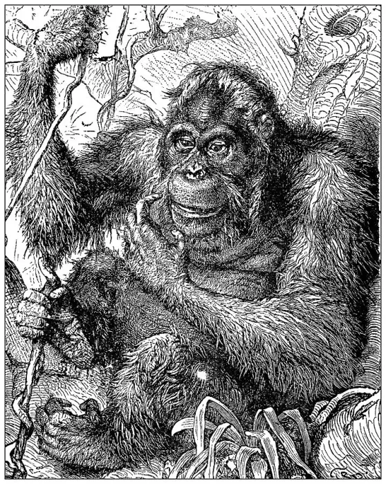 Framed Print : Antique illustration: Orangutan Framed Print : Antique illustration: Orangutan