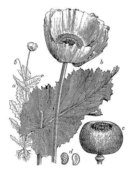 Antique illustration of Papaver somniferum (Opium poppy)