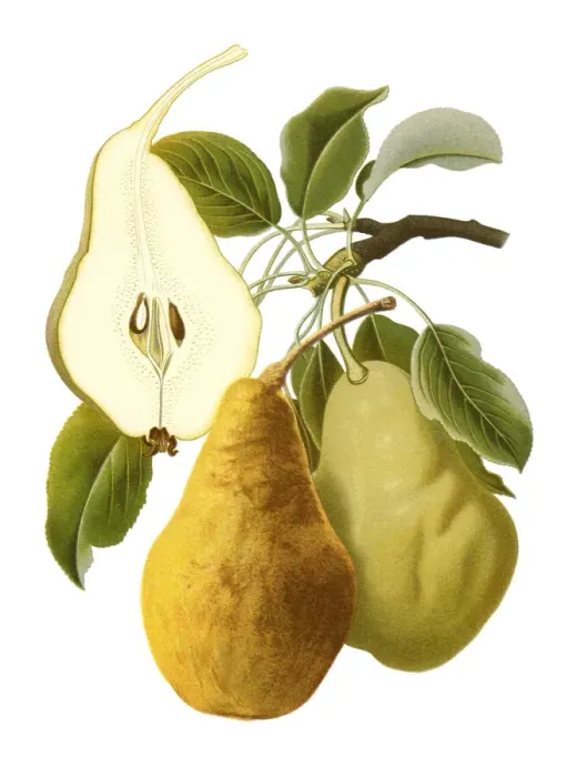 Framed Print : Pears. Antique illustration of a Pears, isolated on white background Framed Print : Pears. Antique illustration of a Pears, isolated on white background