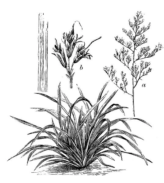 Antique illustration of Phormium tenax (flax, harakeke, New Zealand flax)