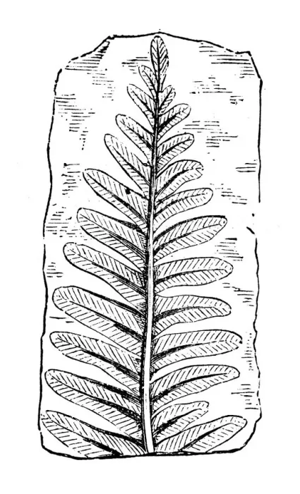 Framed Print : Antique illustration of plants: Fossil fern Framed Print : Antique illustration of plants: Fossil fern