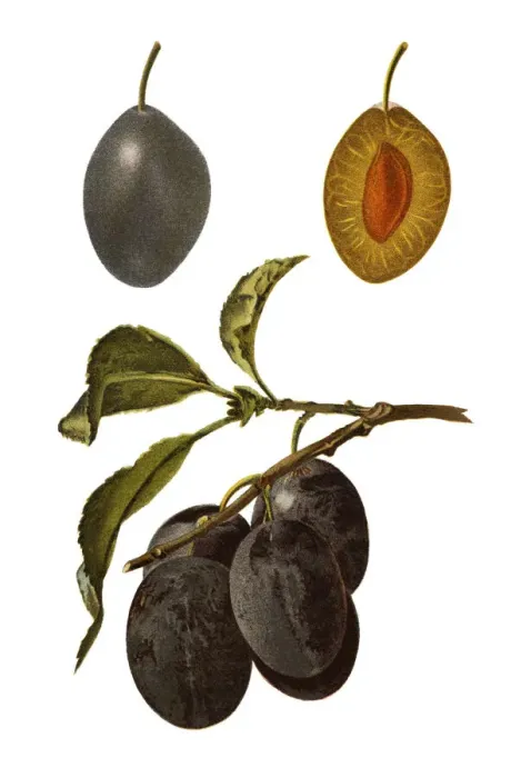 Framed Print : plums. Antique illustration of a plums, isolated on white background Framed Print : plums. Antique illustration of a plums, isolated on white background