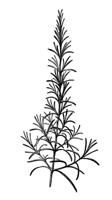 Framed Print : Antique illustration of Rosmarinus officinalis (rosemary) Framed Print : Antique illustration of Rosmarinus officinalis (rosemary)