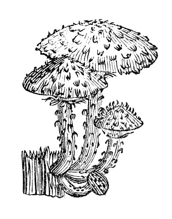 Framed Print : Antique illustration of shaggy scalycap or shaggy Pholiota (Pholiota squarrosa) Framed Print : Antique illustration of shaggy scalycap or shaggy Pholiota (Pholiota squarrosa)