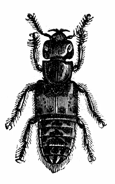 Framed Print : Antique illustration of Staphylinus (rove beetle) Framed Print : Antique illustration of Staphylinus (rove beetle)