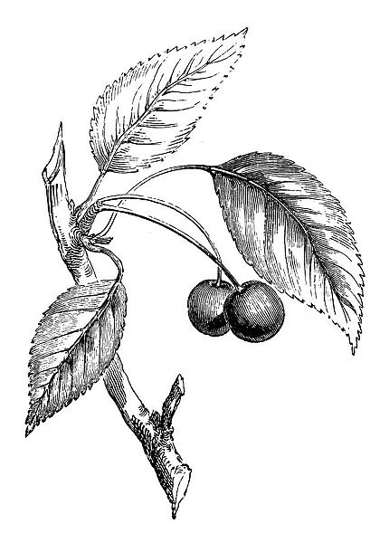 Antique illustration of wild cherry tree