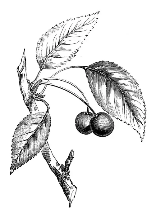 Framed Print : Antique illustration of wild cherry tree Framed Print : Antique illustration of wild cherry tree