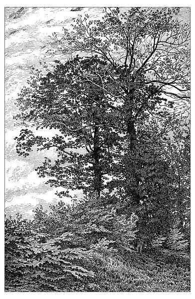 Antique illustration of woods of bur oaks at VerriA┼íres-le-Buisson (France)