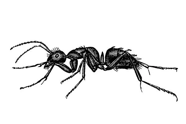ant. Antique illustration of worker ant