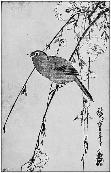Antique Japanese Illustration: Bird and flowers by Hiroshige I