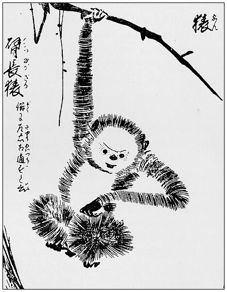 Antique Japanese Illustration: Monkey by Tachibana Morikuni