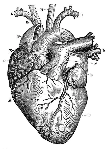 Antique medical scientific illustration high-resolution: heart