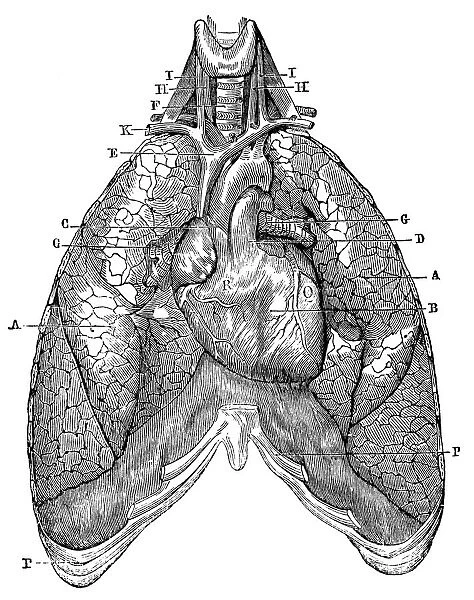Antique medical scientific illustration high-resolution: lungs and heart