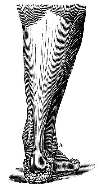 Antique medical scientific illustration high-resolution: Achilles heel