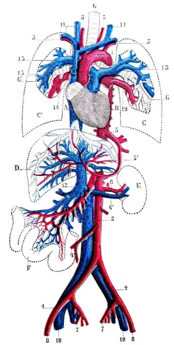 Framed Print : Antique medical scientific illustration high-resolution: Circulatory system Framed Print : Antique medical scientific illustration high-resolution: Circulatory system